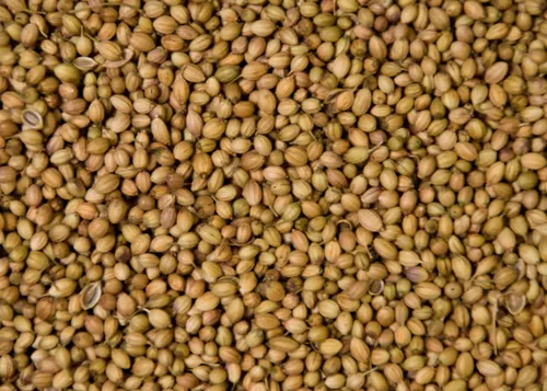Coriander Seeds