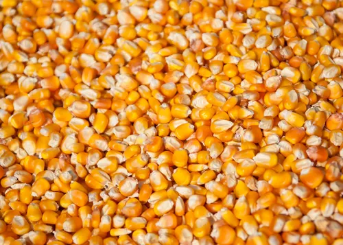 Dry Yellow Corn