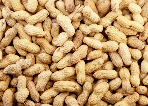Groundnut