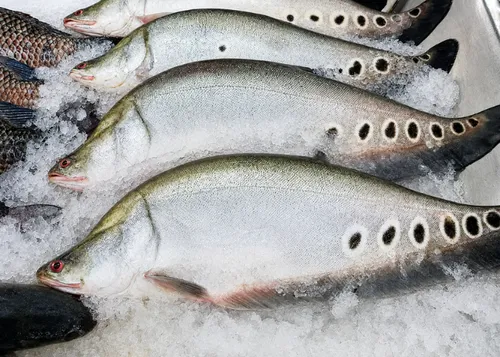 Frozen Featherback Fish