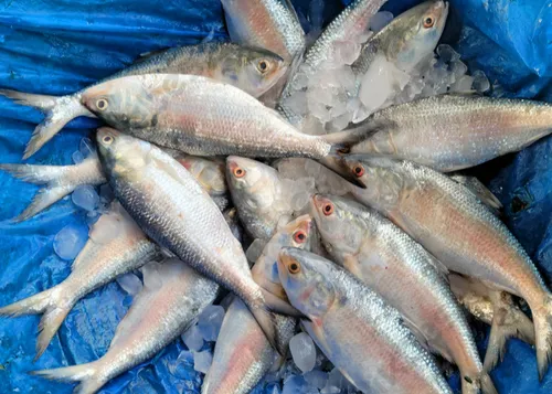 Frozen Hilsa